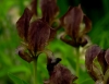 Show product details for Iris suaveolens